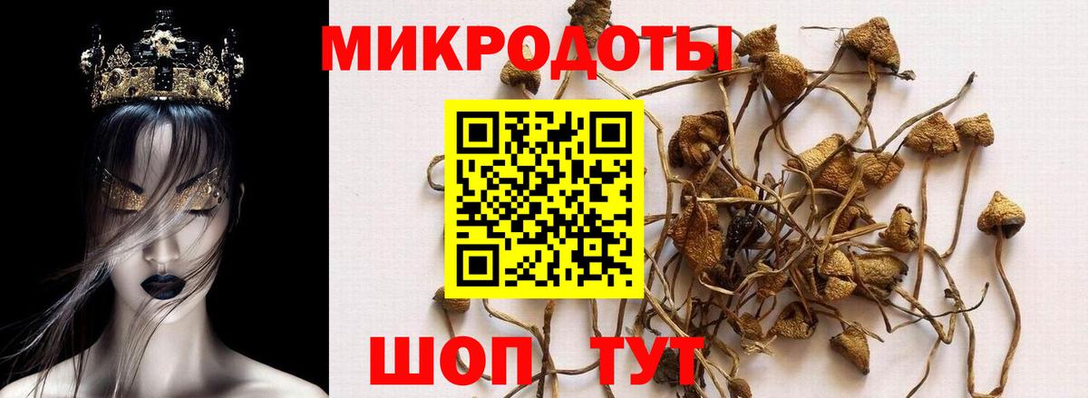 Галлюциногенные грибы Psilocybine cubensis Шатура